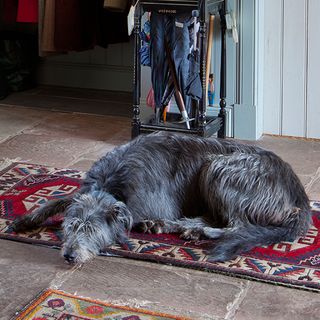 room with white wall and black dog on coloured rug