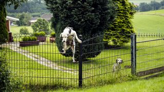 Dog climbing over garden fence