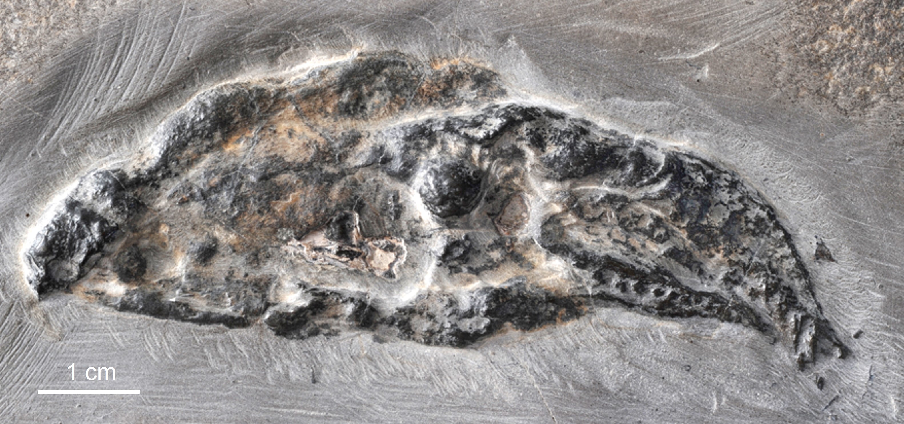 one of the fossils used in this study
