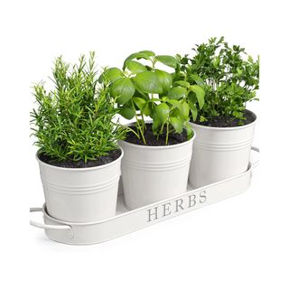 Herb Garden Indoor Planter Set with Pots & Tray