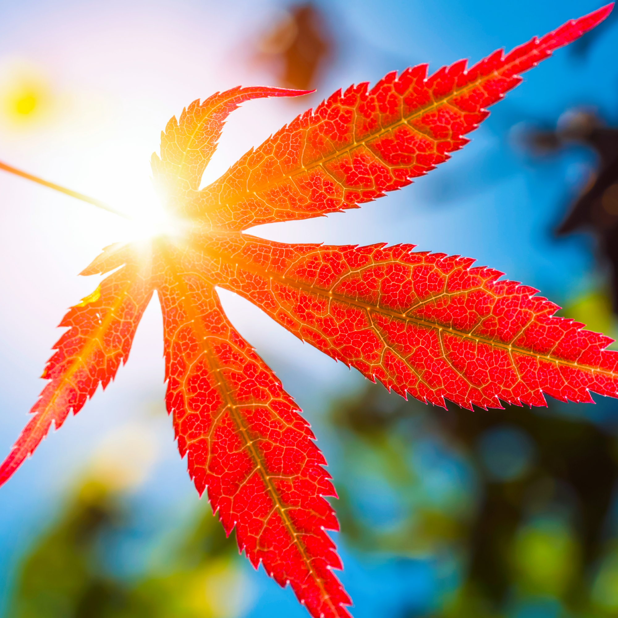 vibrantly colored red japanese maple leaf in fall