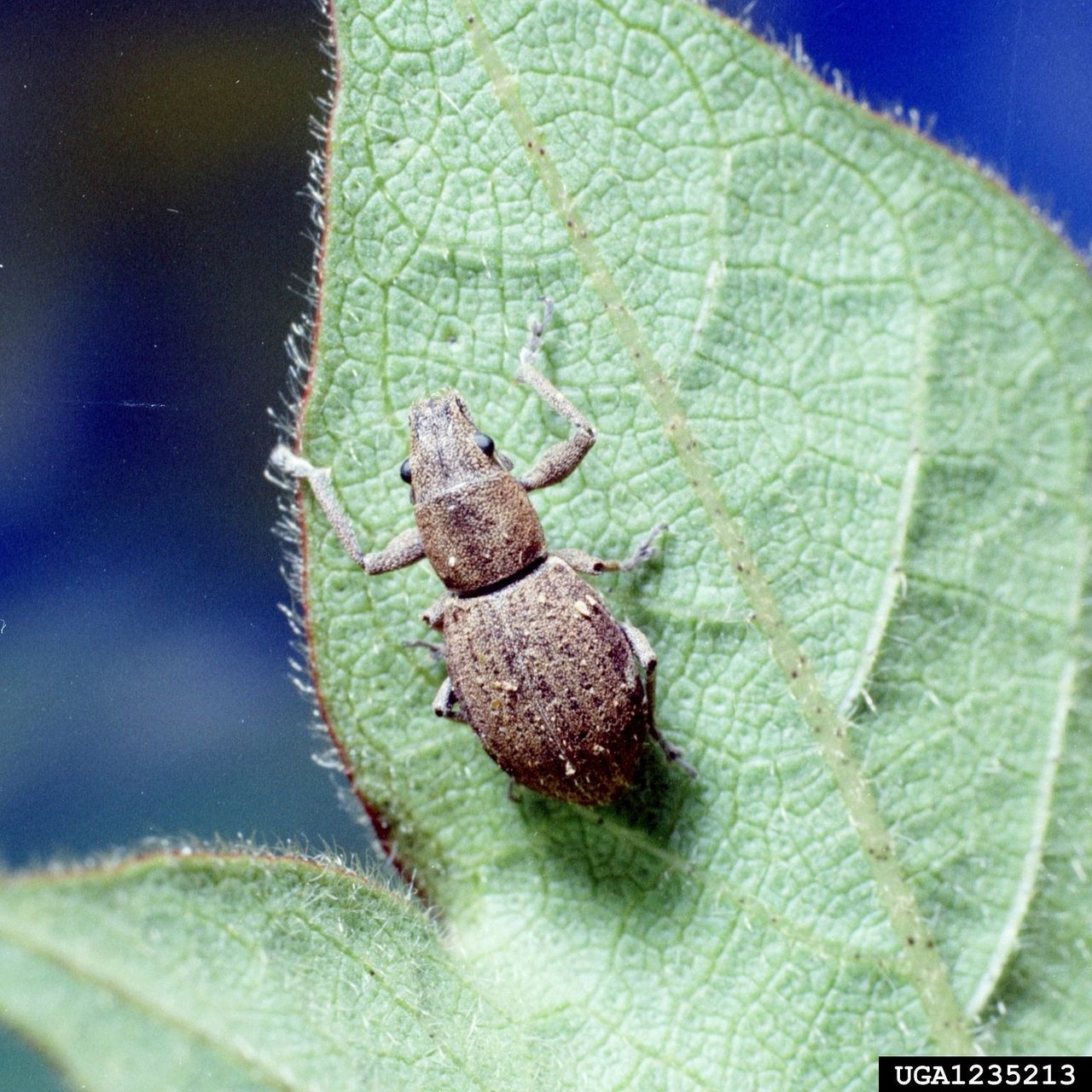 Rose Fuller Beetle On Leaf