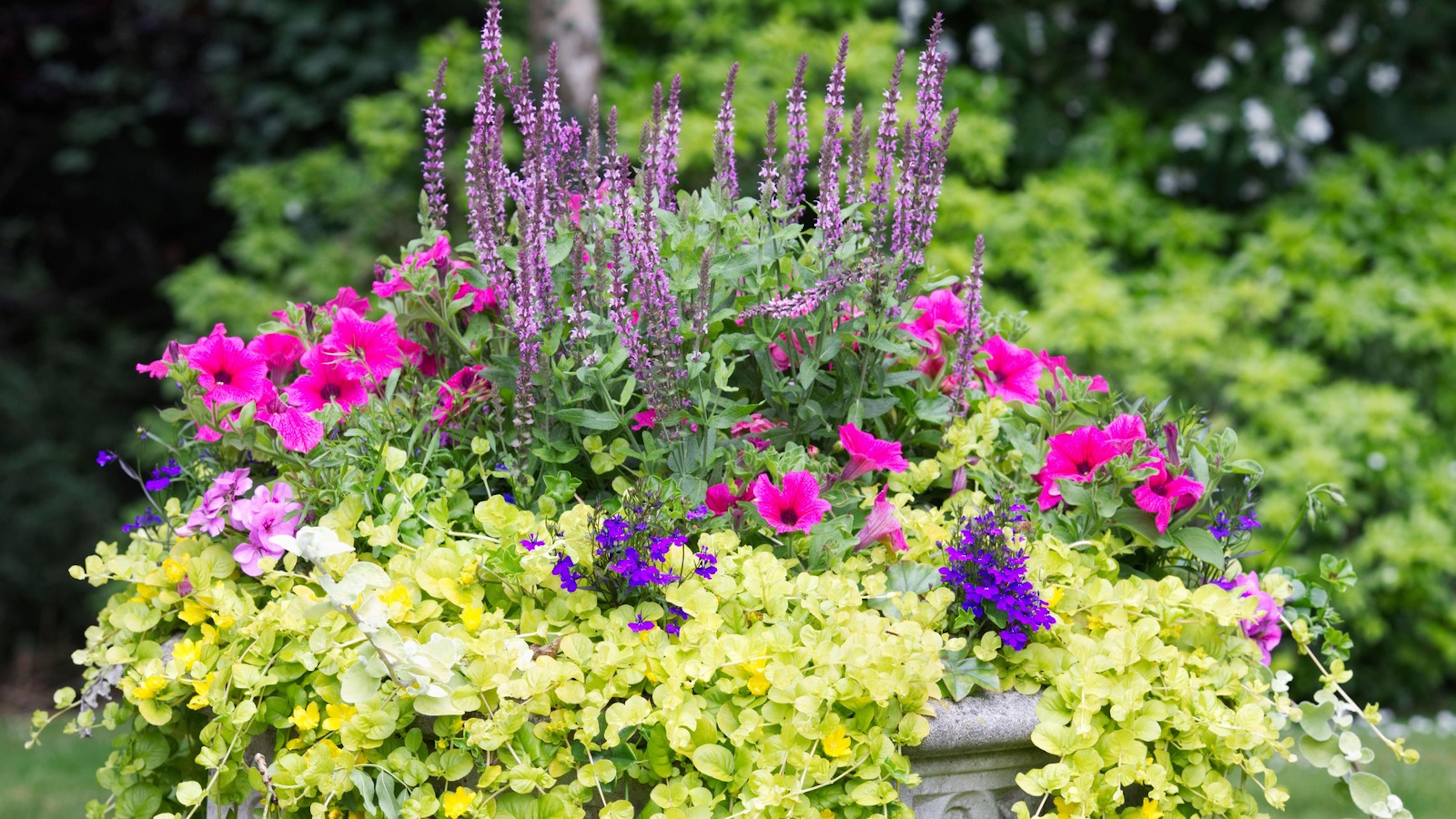 Container containing Salvia, Petunias and Creeping Jenny