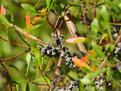 Wax Myrtle Plant With Berries