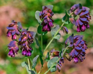 Purple flowers of cerinthe