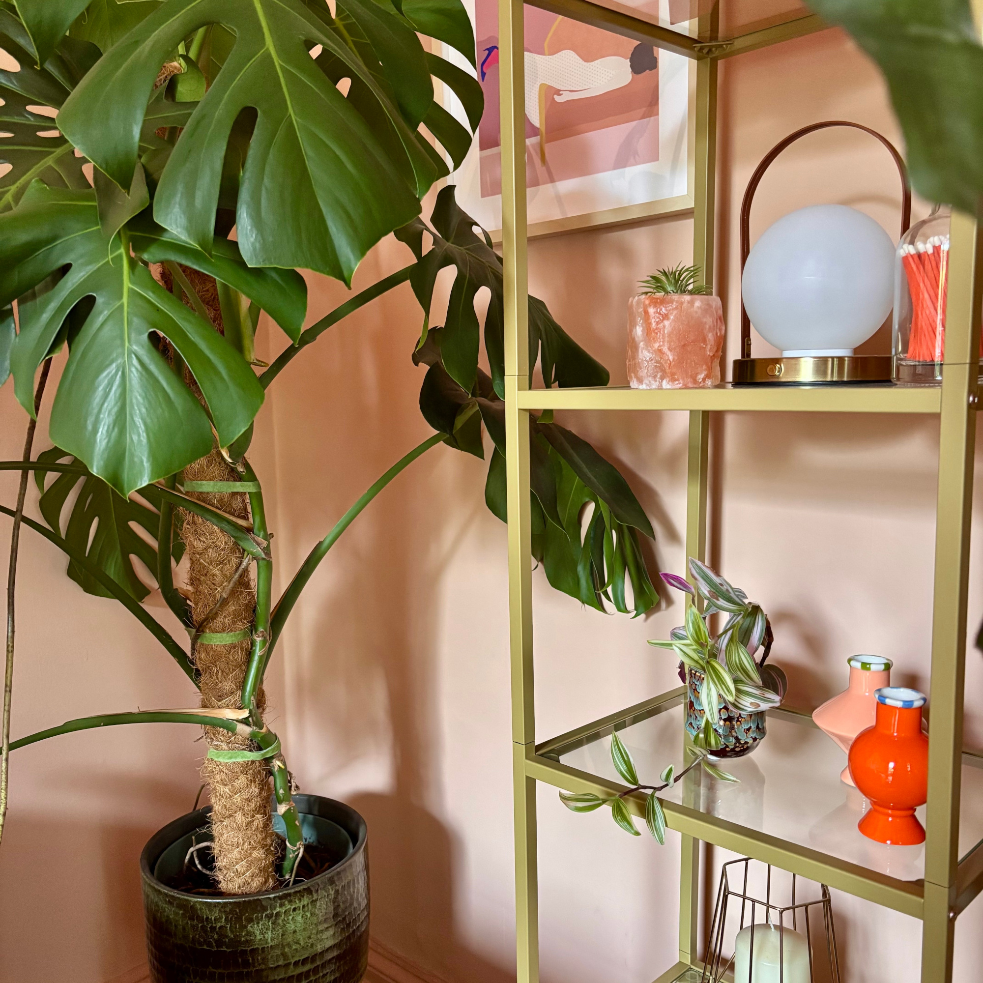 monstera plant with home decor on shelves