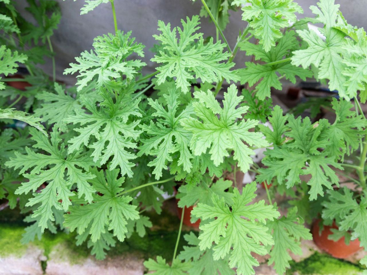 Citronella Geranium Plants