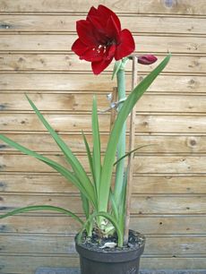 Red Amaryllis Flower Staked for Extra Support