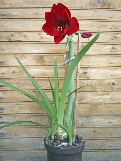 Red Amaryllis Flower Staked for Extra Support