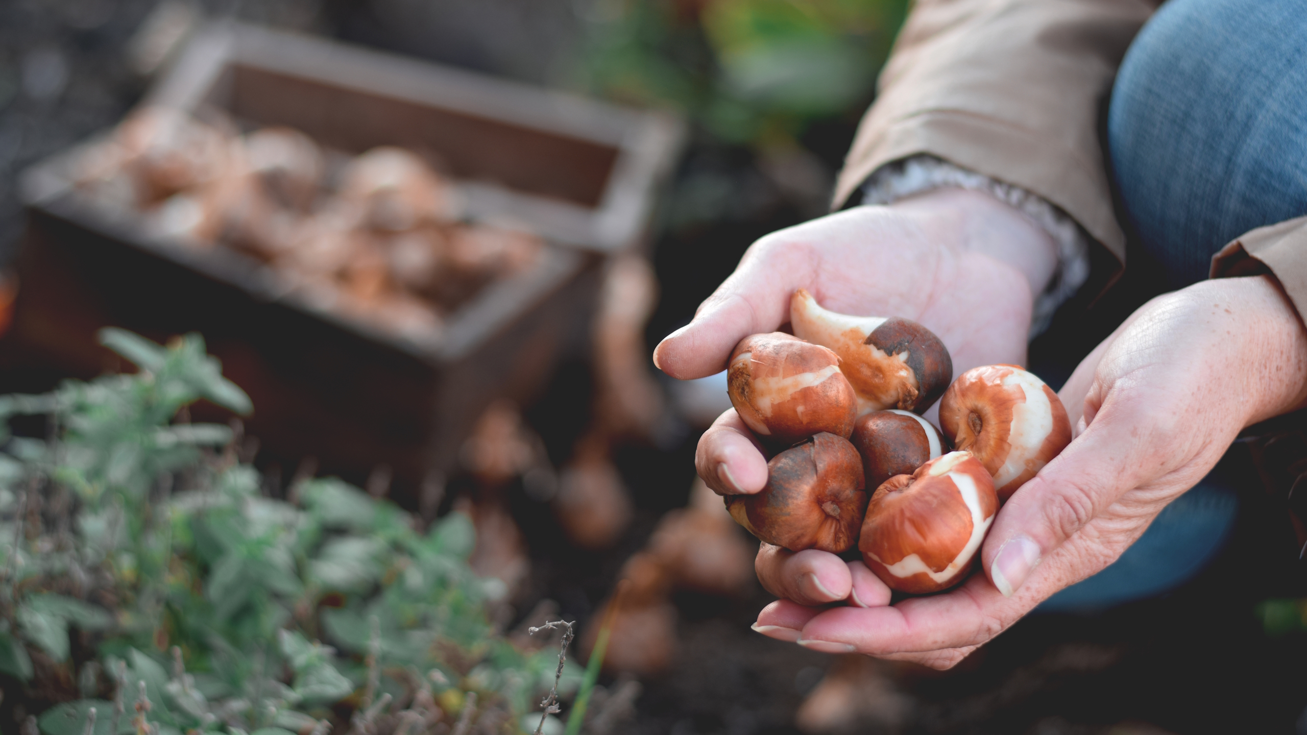 A gardener holds six tulip bulbs in their hands ahead of planting them in the ground