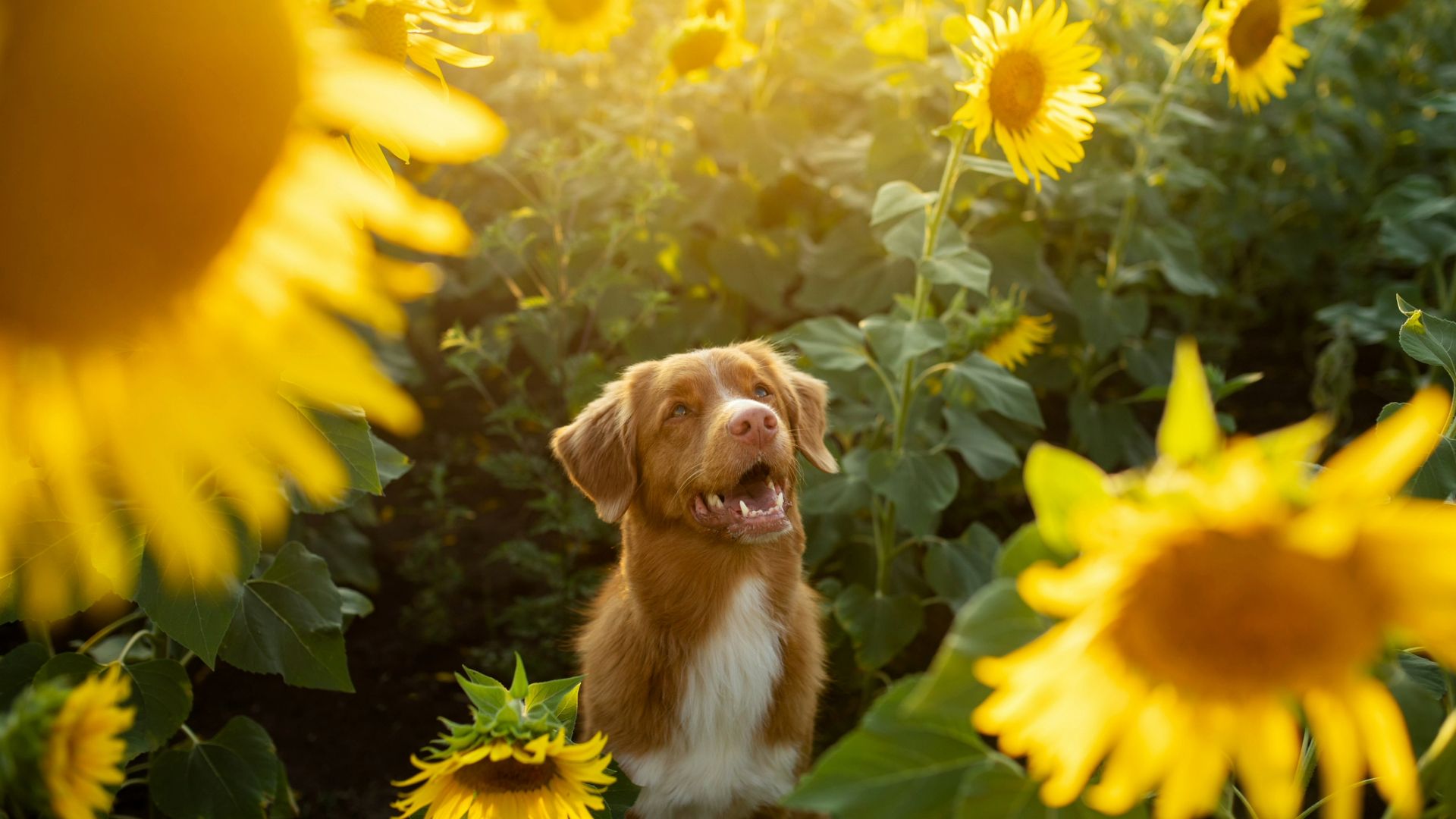 Spring Forward Pet 5 tips for keeping your pets stress-free this spring, according to a ...