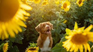 Brown dog sitting by the sunflowers in the sunshine