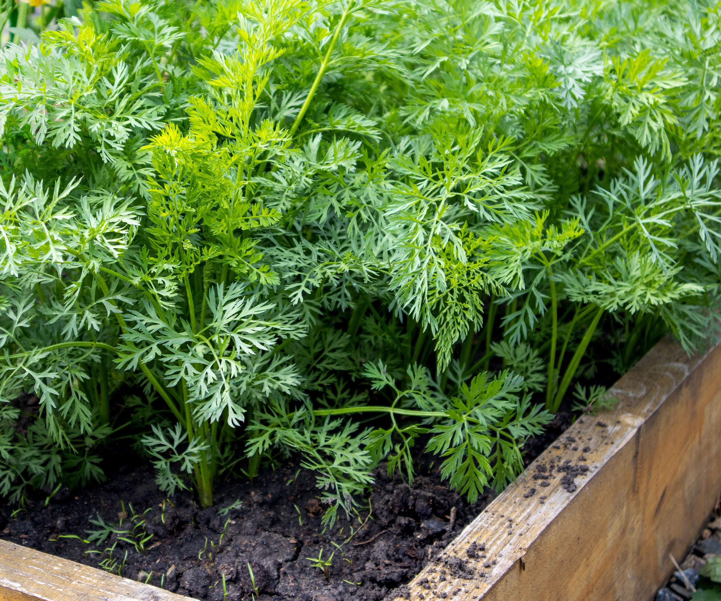 carrots growing in raised beds in cold months