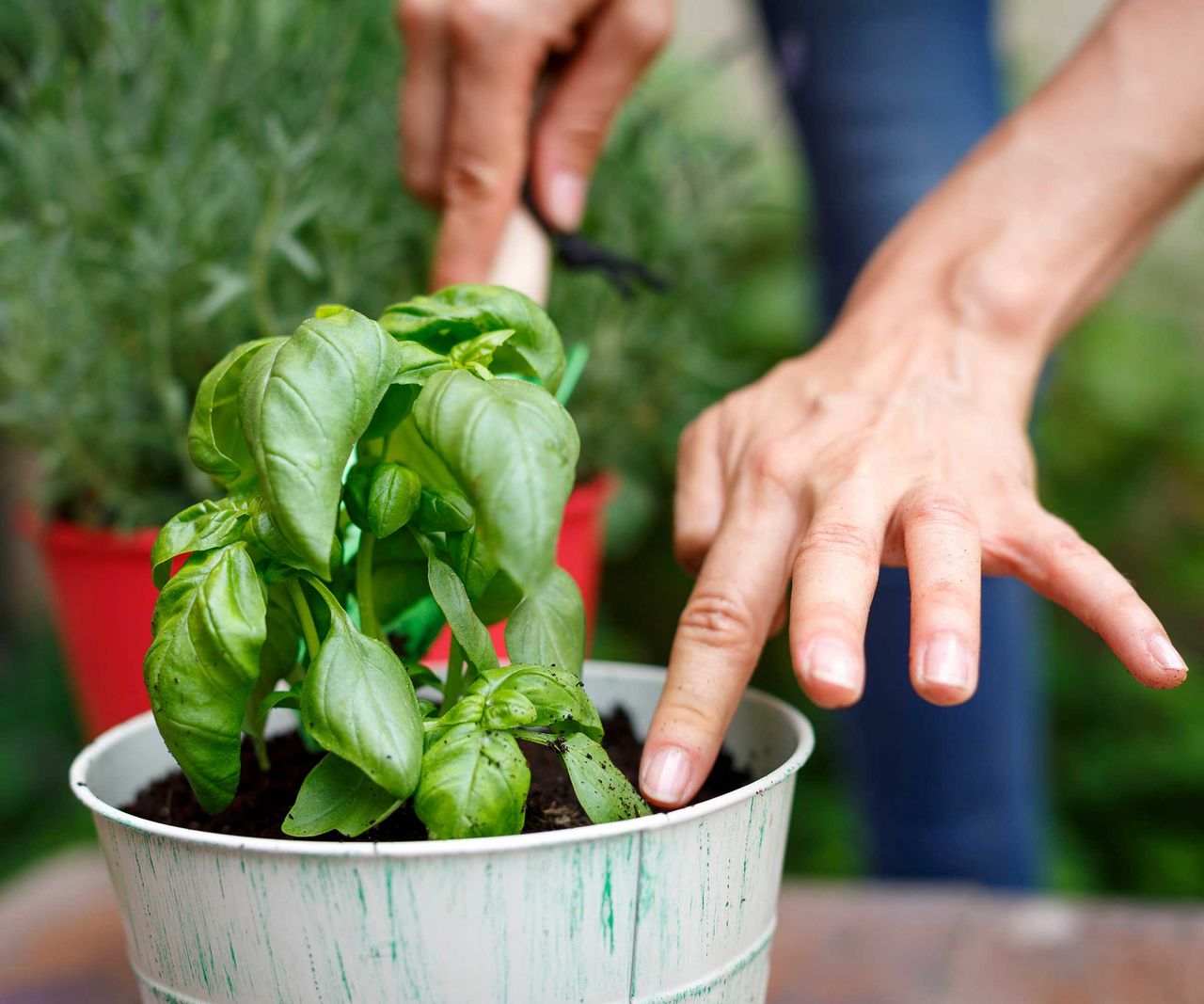 How to keep storebought herbs alive indoors 5 tips Homes & Gardens