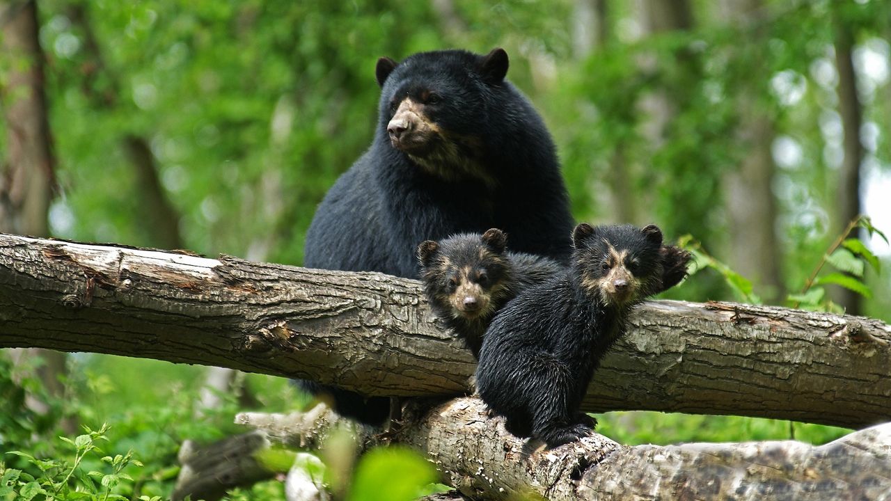 a family of spectacled bears in the forest