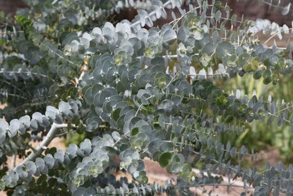 What to plant to deter wasps and enjoy your backyard Livingetc