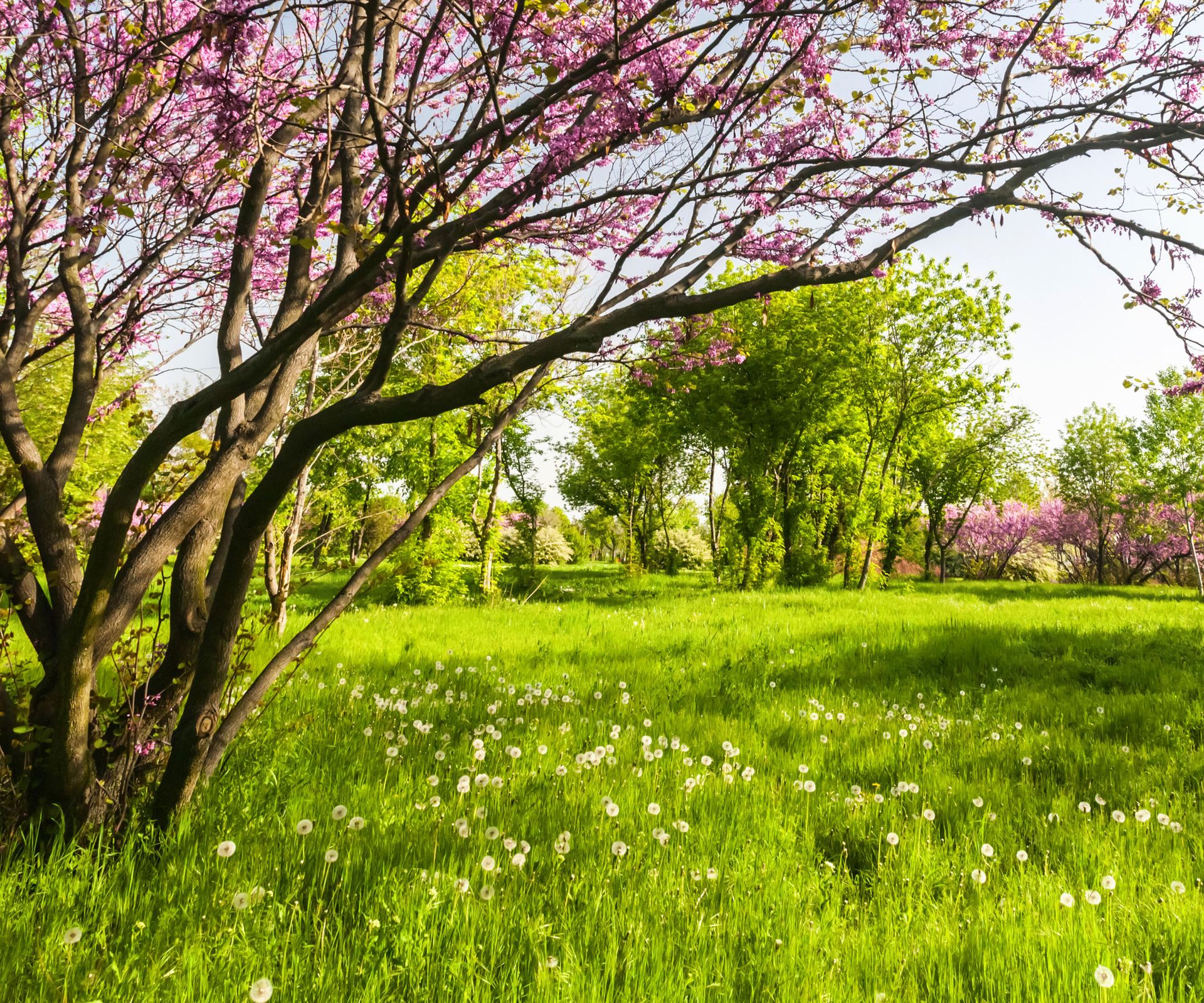 lawn with dandelions and long grass and tree with pink blossom