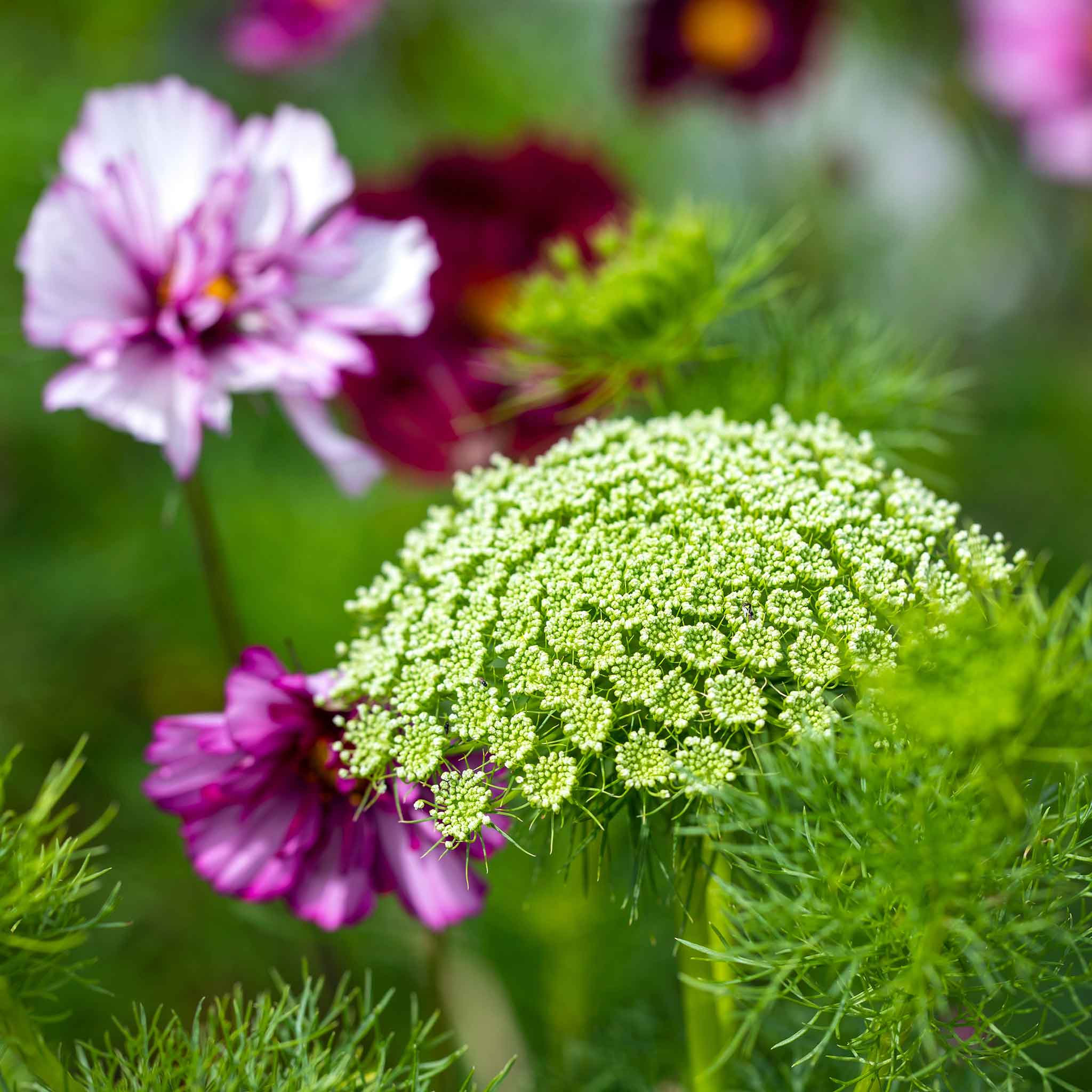 Bishop's Flower Seeds - Green Mist