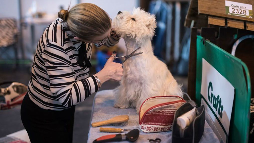 A woman grooms her prize-winning west highland terrier during the Crufts dog show in Birmingham
