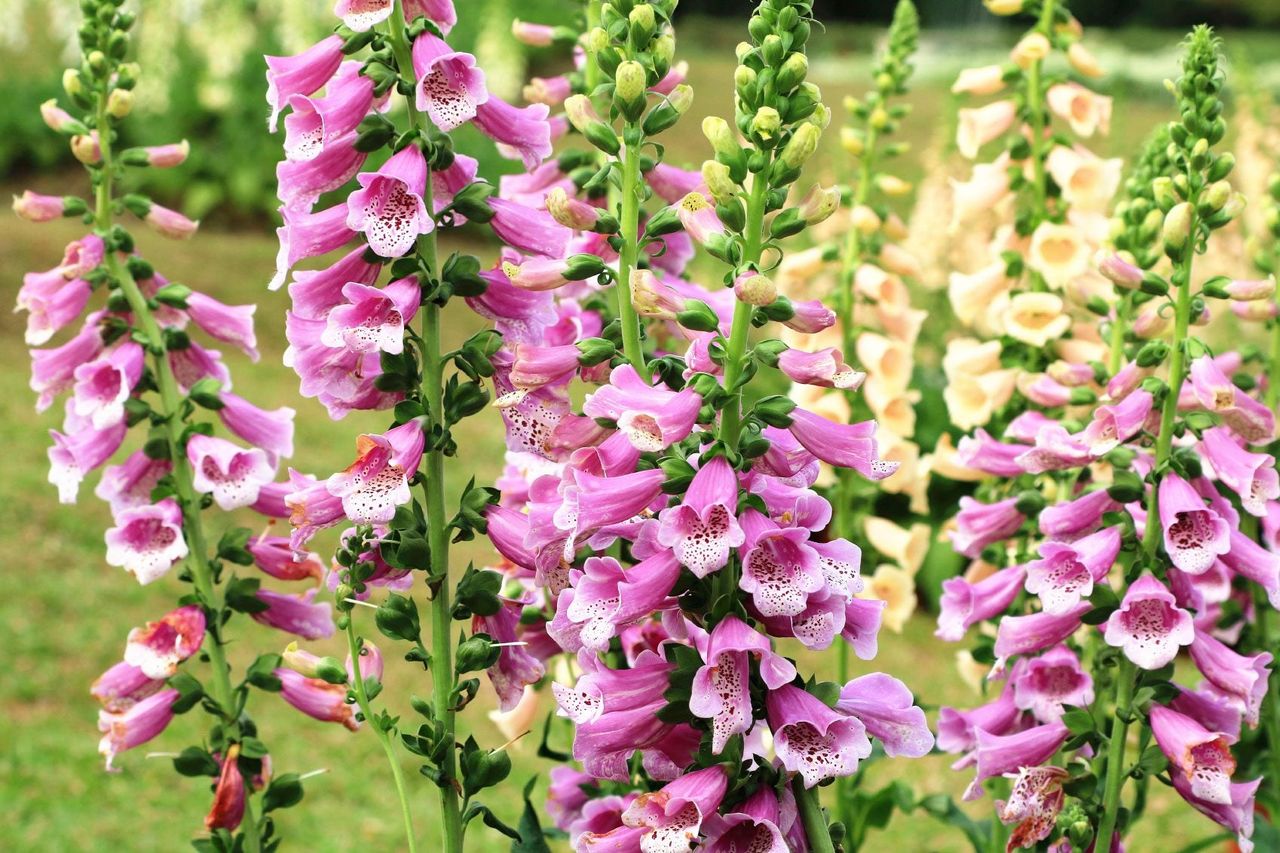 Purple And White Foxglove Plants