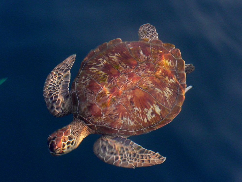 Loggerhead Sea Turtle