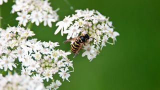 wasps on a white flower