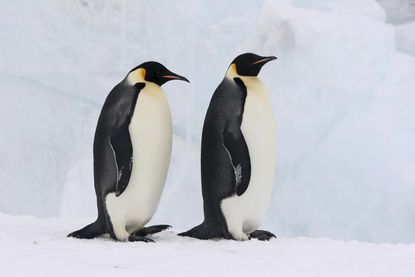 Emperor penguin population is in peril due to vanishing ice
