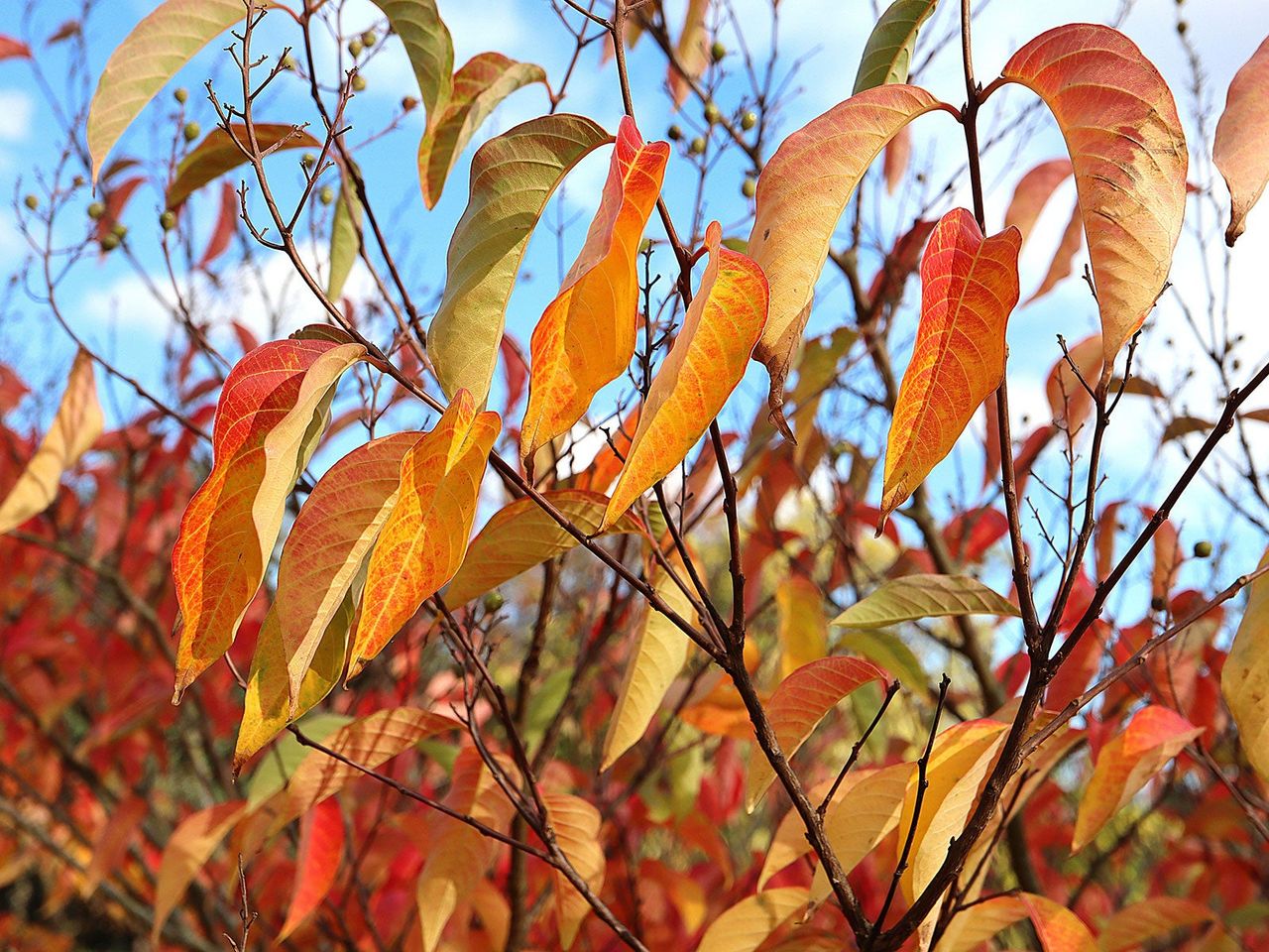 Lagerstroemia fauriei leaves changing color in the fall