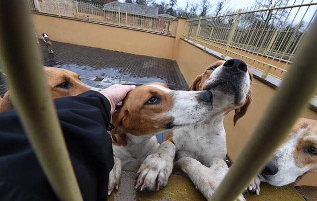 ‘Did you say pose?’ Judicious breeding has created an athletic and streamlined hound