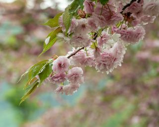 what to plant in January blossom on a cherry tree