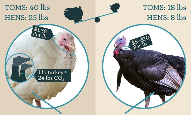 Turkey infographic