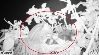 black and white camera trap photo showing a cat hunting chicks in a tree canopy 