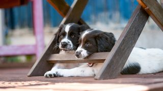 Two spaniel puppies biting outdoor chair