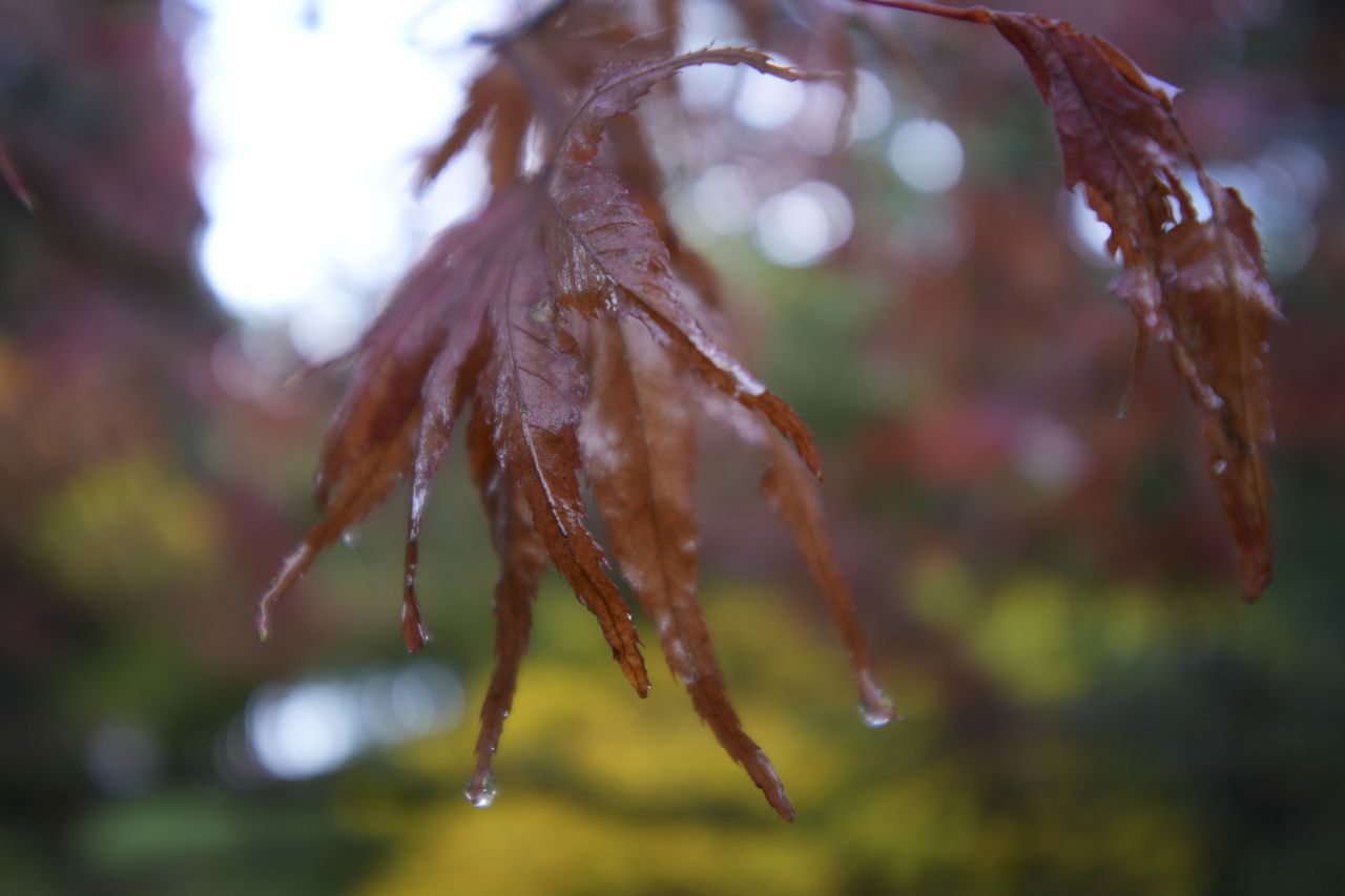 Closeup of autumn leaves, taken with the Sigma 10-18mm f2.8 DC DN lens for APS-C mirrorless at f/2.8