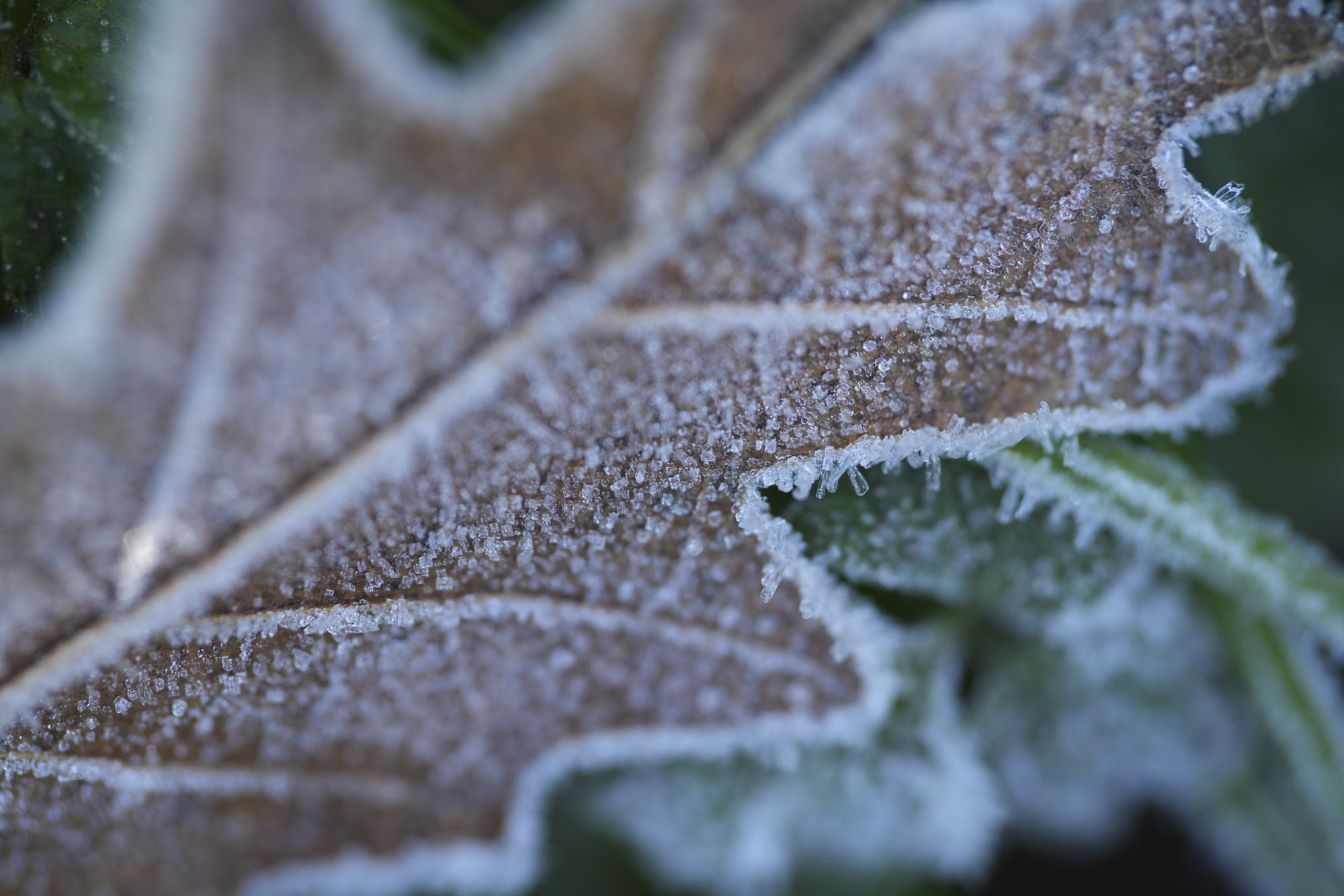 A test shot with the Sony FE 100mm f/2.8 Macro GM OSS showing its macro capabilities on some outdoor subjects