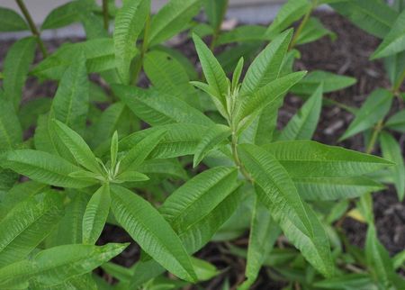 Lemon Verbena Herb In The Garden