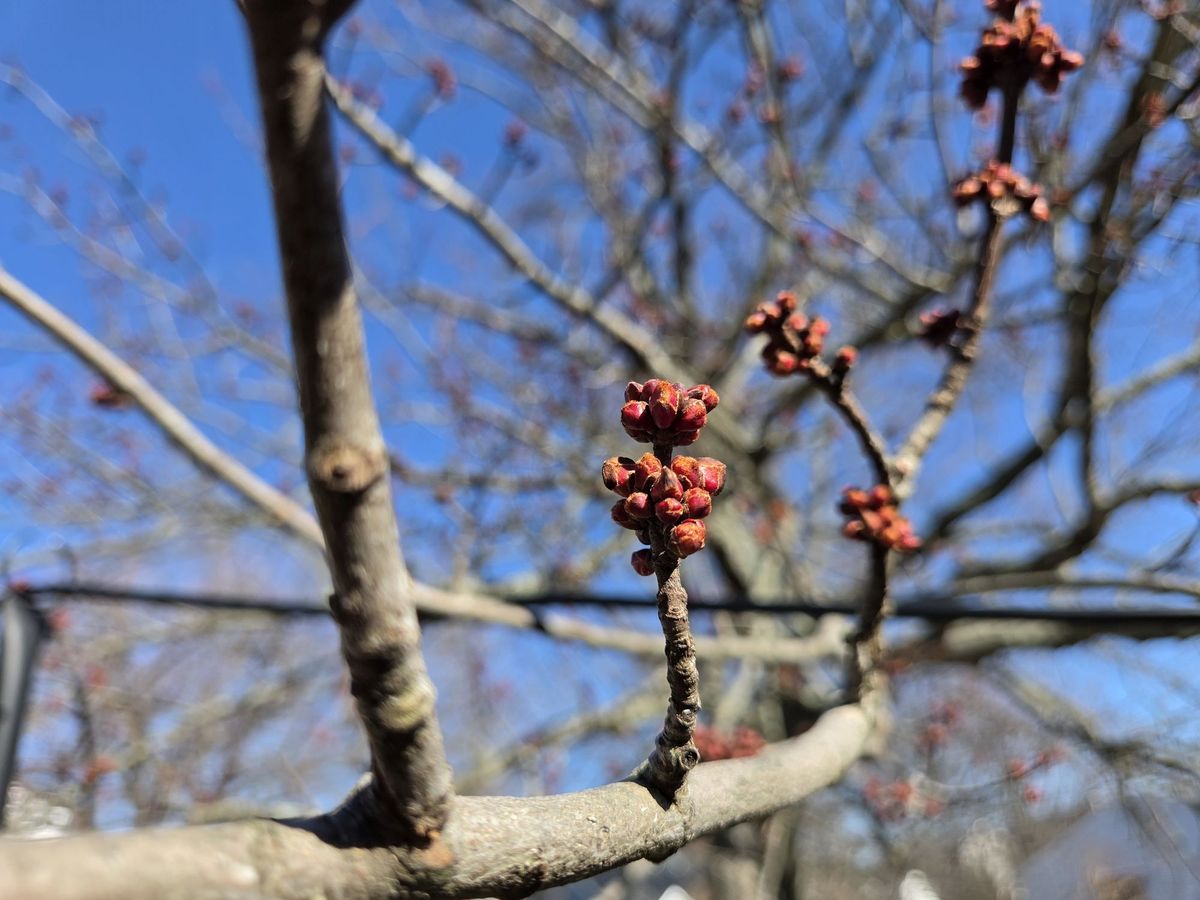 Samsung Galaxy S26 camera sample.