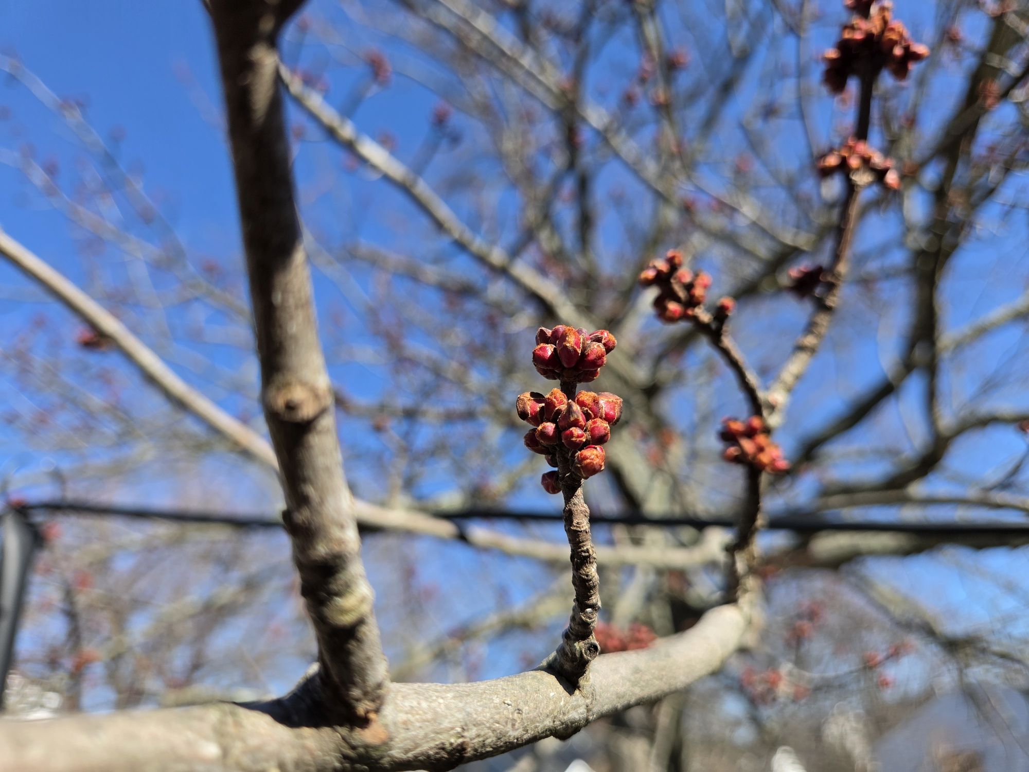 Samsung Galaxy S26 camera sample.