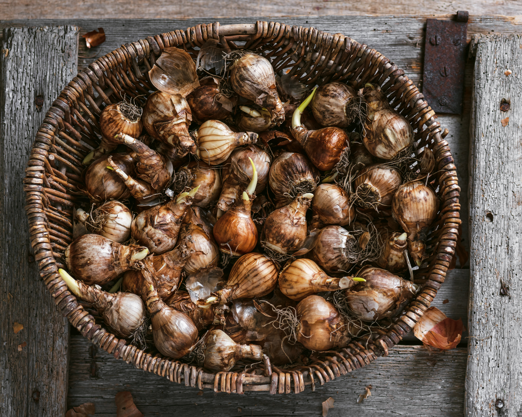 Daffodil bulbs drying in a basket