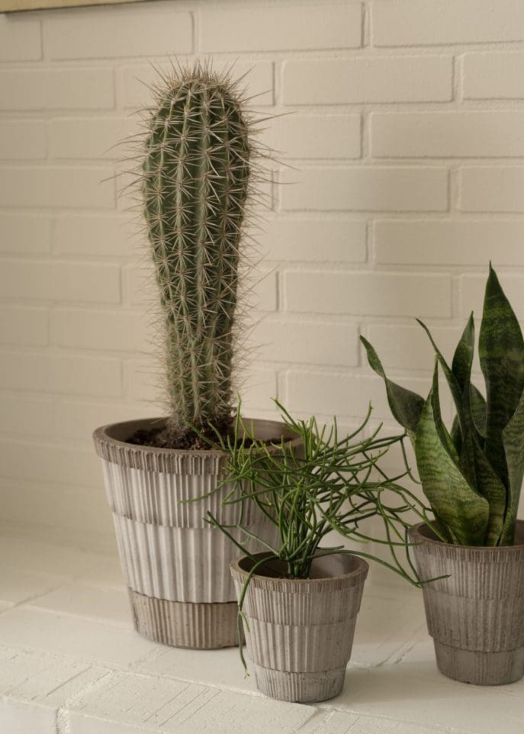 A potted cactus, snake plant, and a trailing cactus on a white brick ledge