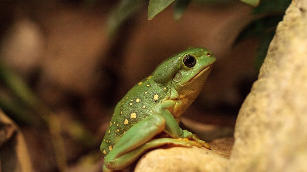 'Lovely freak of nature': Mutant blue frog hops into wildlife sanctuary ...