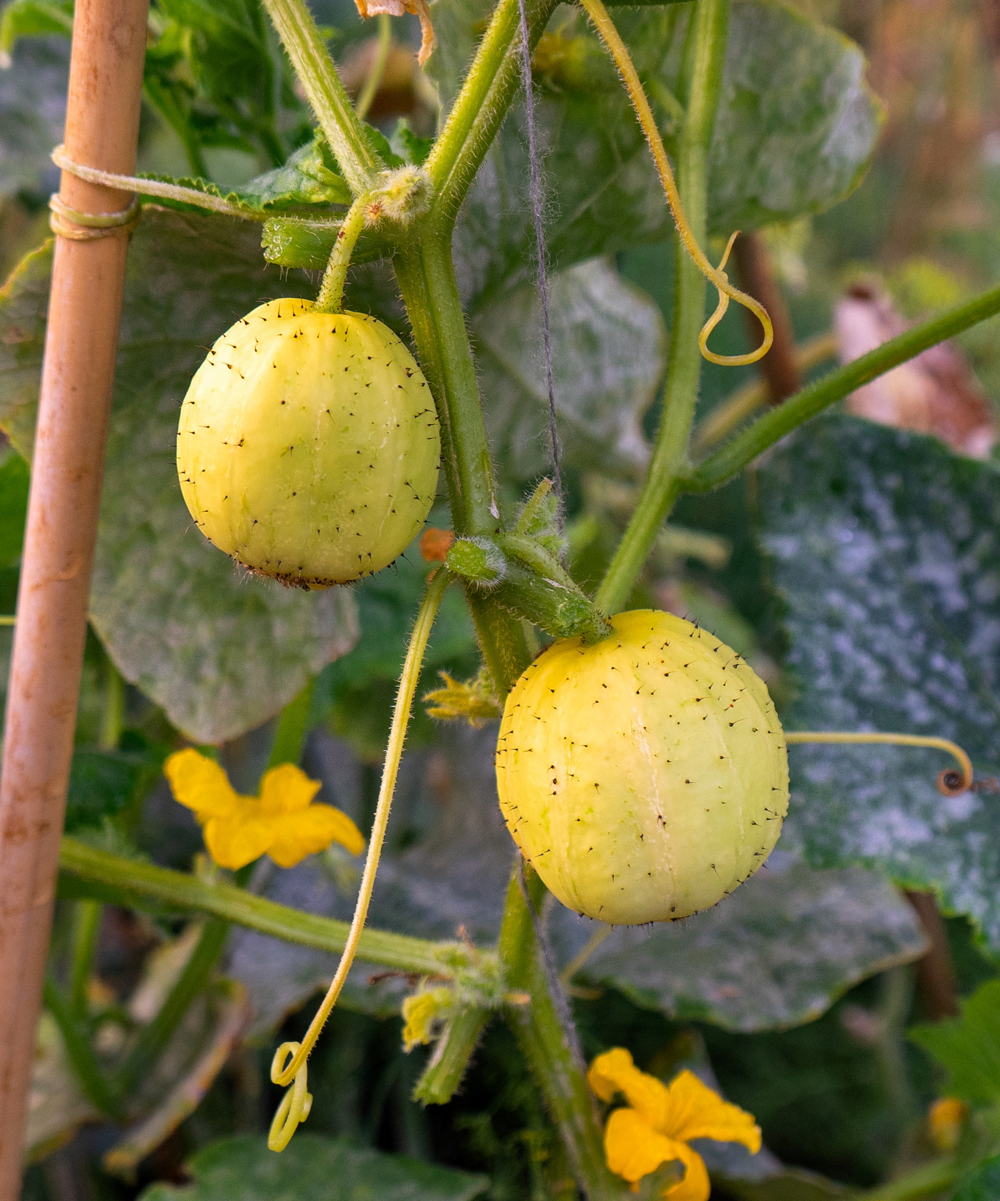 'Crystal Lemon' cucumbers are ideal for a climate resilient vegetable garden