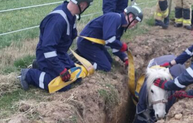 pony rescued from ditch