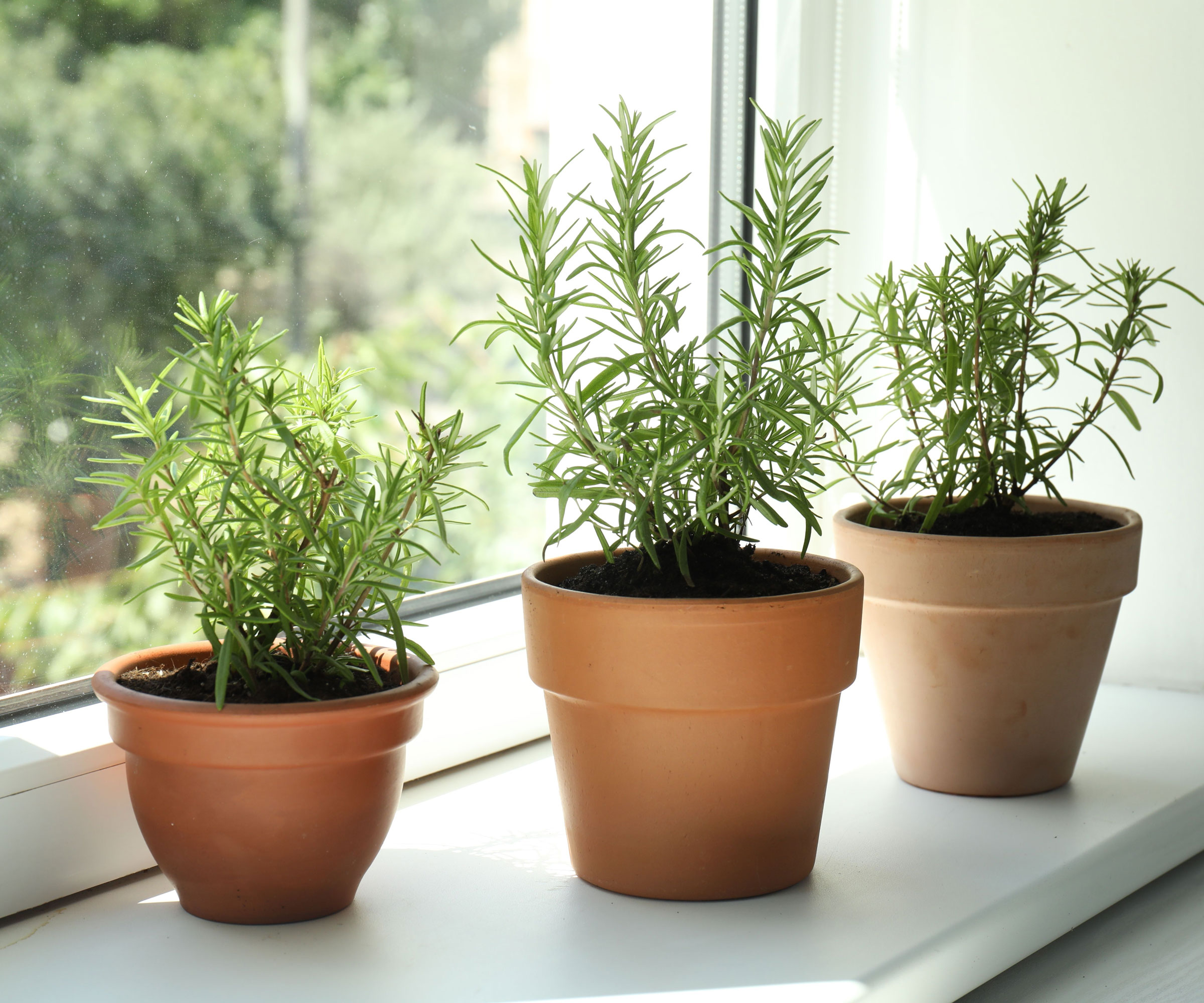 rosemary plants on sunny windowsill
