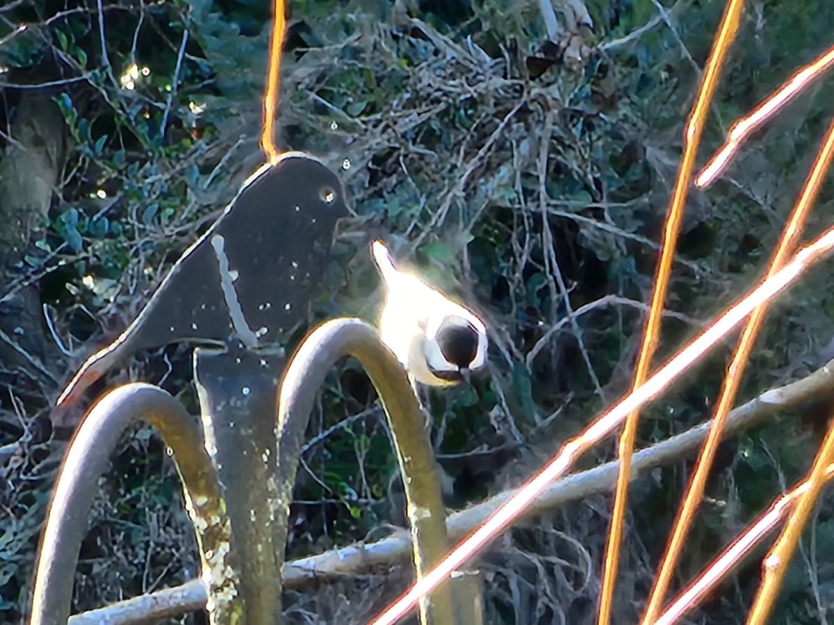 Photos of birds taken with a Samsung Galaxy S22 Ultra at 30x zoom or greater