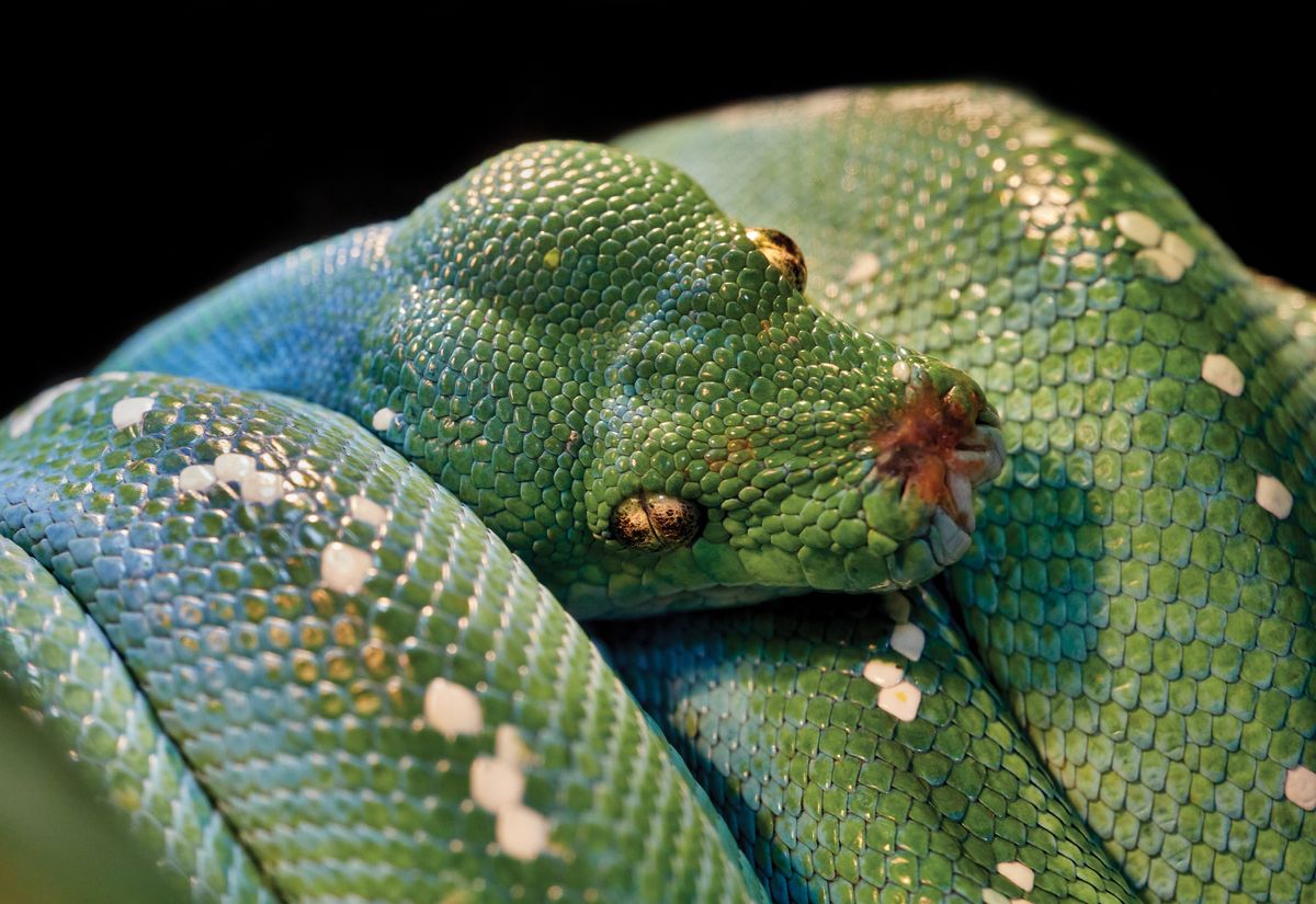 The green tree python, Columbia, South Carolina, USA