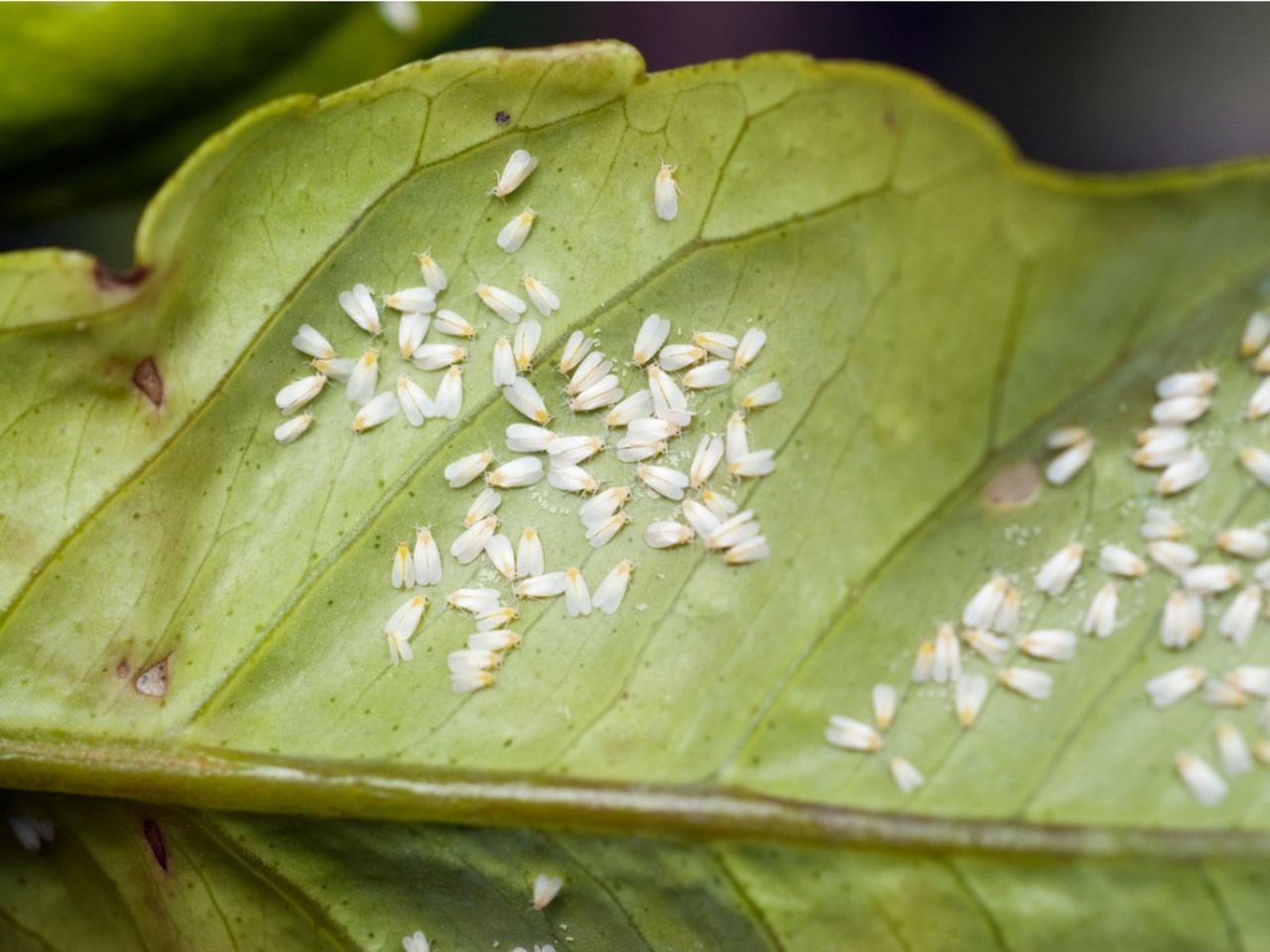 Green Leaf Full Of Whiteflies