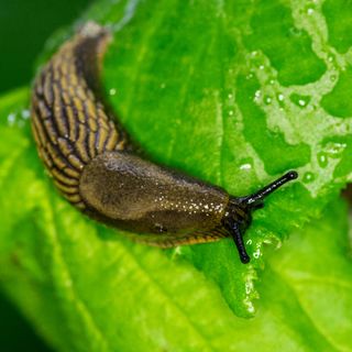 slug on leaf with green