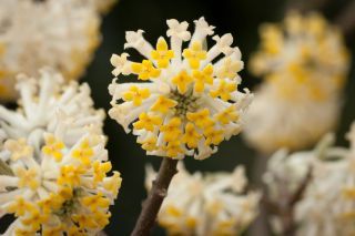 Edgeworthia papyrifera