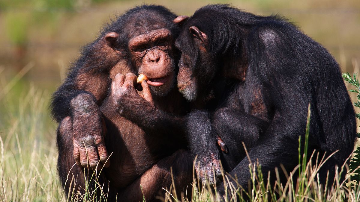 Wild chimps and gorillas can form social bonds that last for decades